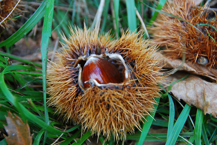 chestnut, curly, autumn, mountain, chestnuts