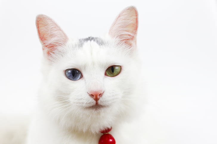 cat, bell, different colored eyes, cytochemistry indexes, pets, domestic Cat, animal