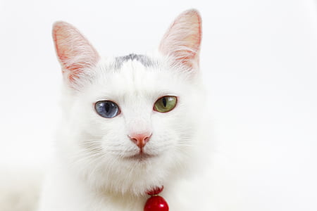 котка, Бел, различни цветни очите, цитохимия индекси, домашни любимци, домашна котка, животните