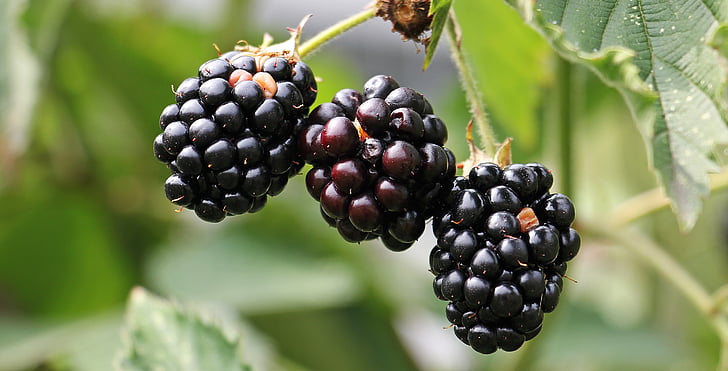 berries, blackberries, blur, close-up, delicious, edible, food