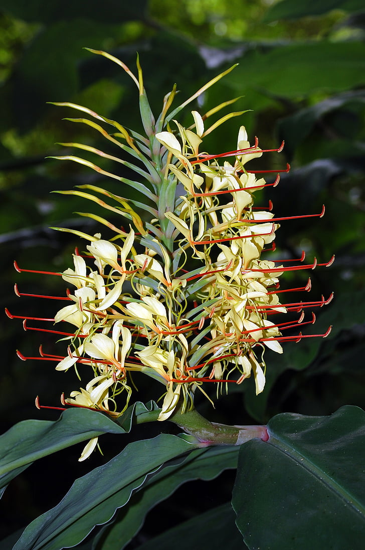 flower, kahila garland-lily, azores, ginger lily, nature, flora