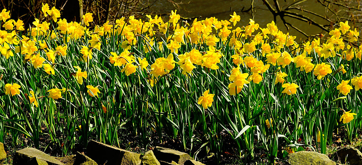 żonkile, kwiaty, Osterglocken, żółte żonkile, wiosna, żółty, żółte kwiaty