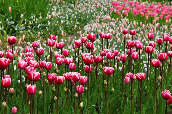 Bloom, kwiat, Flora, kwiaty, Natura, tulipany, Tulipan