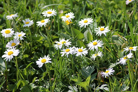 Daisy, wiosenna łąka, wiosna, łąka, Polne kwiaty