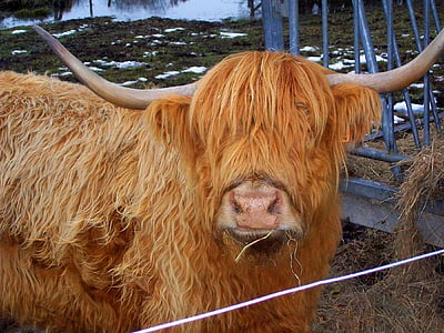 Highland cow, portrets, dzīvnieku, lopkopības, liellopi, saimniecības, brūns