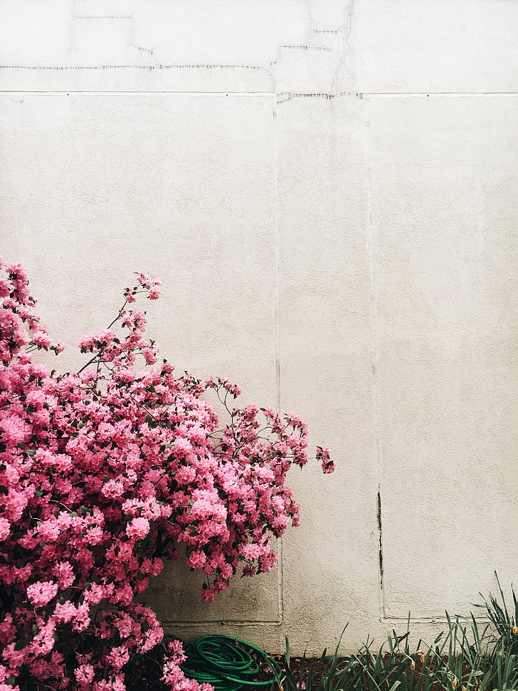 wall, outdoor, grass, pink, flowers, nature, plants