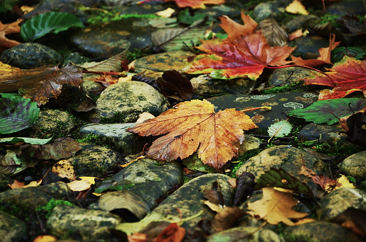 jesen, lišće, kamenje, Zlatna jesen, lišće u jesen, Jesenski list, sjaj kamen