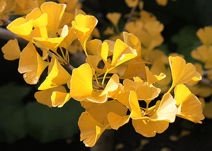 Ginkgo biloba, το φθινόπωρο, μακροεντολή, Χρυσή, δέντρο, φύση, Κίτρινο