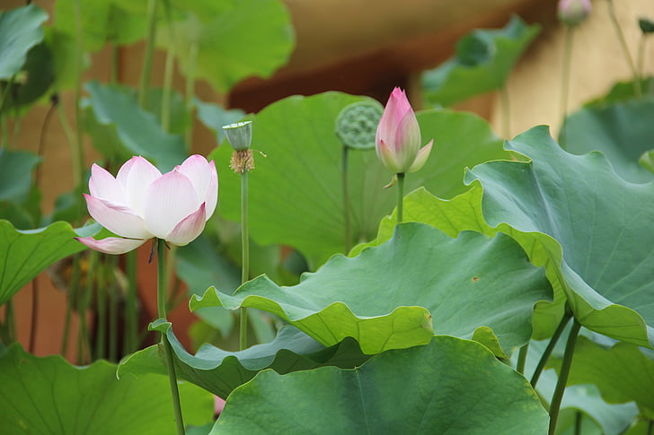 cvet, Lotus, vodne rastline, cvetlični, rastlin, naravne, cvet