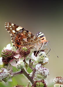 蝴蝶, 宏观, 野生覆盆子, 昆虫, 橙色, 翼, 天线