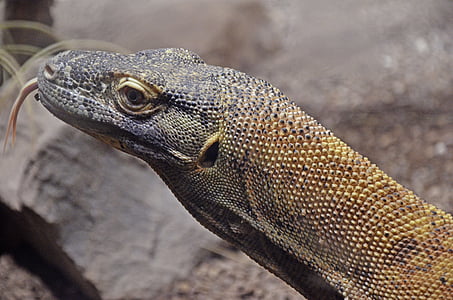 Komodo dragon, komodo-sziget, nyelv, dögevők, idegen rádióadást figyel, óriás gyík, veszélyes