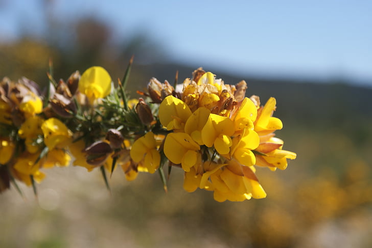Tojo, alecrín, λουλούδι, άνοιξη, Κίτρινο, Σουβλάκι, φύση
