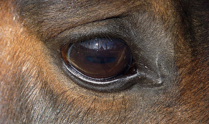 Koń, oko, ŒIL, rzęsy, wygląd, u koni, oko konia