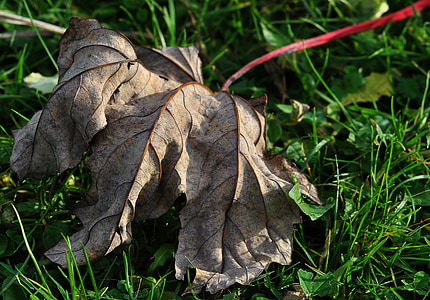 Leaf, sausajām lapām, sausais, rudens, daba, sezonas, ārpus telpām
