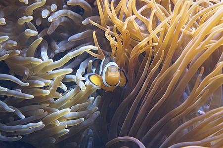 Anemoni, tentacolo, anemoni di mare, creatura, sott'acqua, invertebrati, acqua