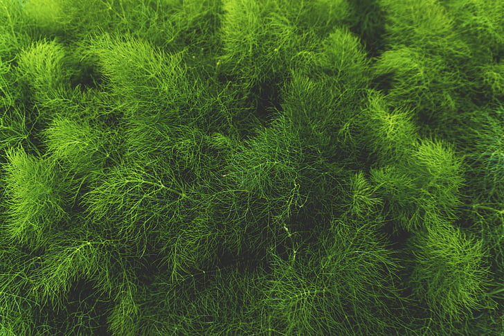 close-up, verd, fulles, macro, Pi