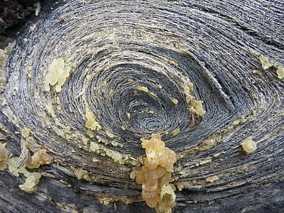 дървен материал, структура, Тенерифе, кръг, смола
