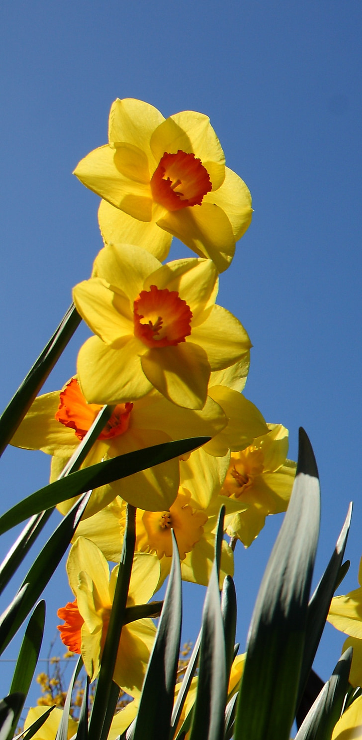 Daffodil, blomma, våren, gul, färgglada