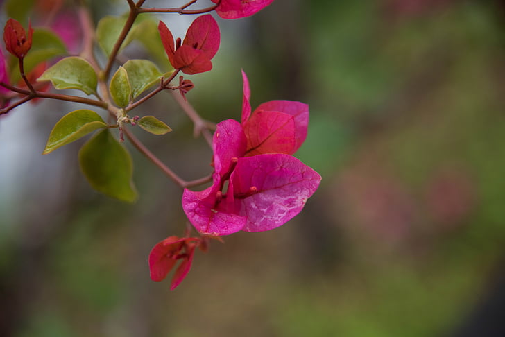flower, bougainvillea, spring, growth, nature, plant, beauty in nature