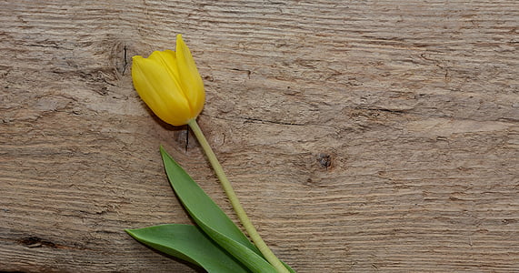 Tulip, fleur, schnittblume, fleur de printemps, jaune, fleur jaune, bois