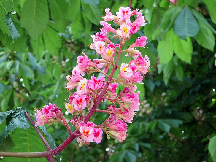 Koňský kaštan, růžová, BRIOT, Aesculus briotti, Mýdelníkovité, hippocastanacées, růžový květ