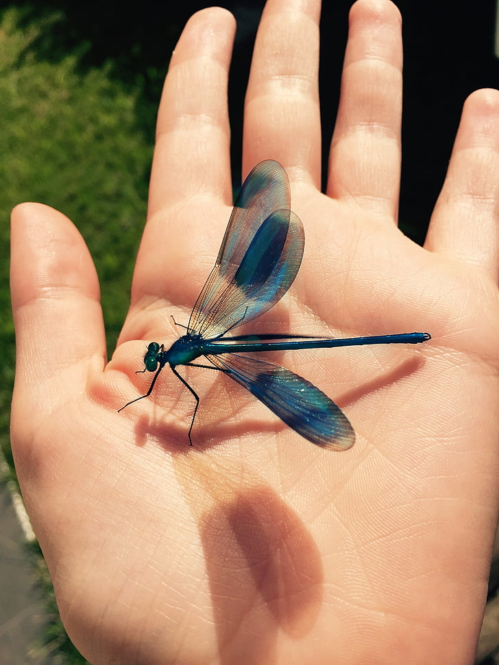 dragonfly, insect, nature, hand, blue, fauna, fly