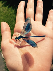 capung, serangga, alam, tangan, biru, fauna, terbang