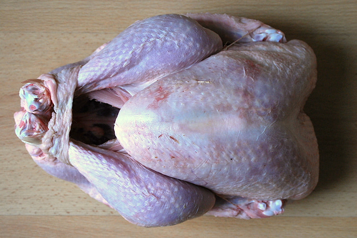 Turecko, drůbež, Vánoční krocan, napájecí zdroj