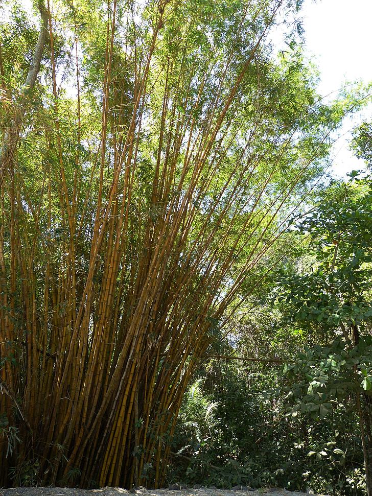 Bamboo, gräs, bambuväxter, gul, bambuskog, Costa Rica, Centralamerika