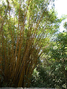 Bamboo, gräs, bambuväxter, gul, bambuskog, Costa Rica, Centralamerika
