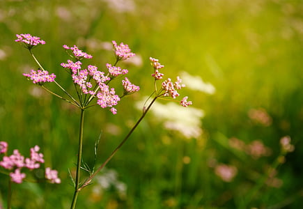 Blumen, Schafgarbe, Sommer, Hintergrund, abstrakt, Grün, Natur