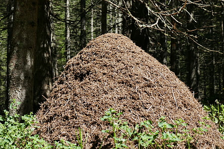 ants, anthill, forest, nature, tree, outdoors