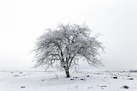 strom, zimné, sneh, ľad, mrazené, elán, pobočky