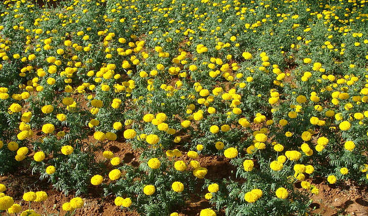 Marigold, bunga, bidang, emas, kuning, kelopak bunga, Taman