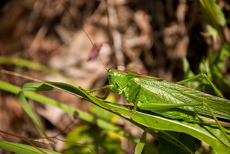kobylka, pouštní locust, hmyz, zelená, Příroda, Detailní záběr, tráva
