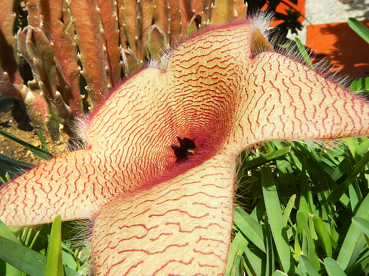 Stapelia gigantea, λουλούδι, έρημο, αστερίες, κάκτος, φύση, ζώο