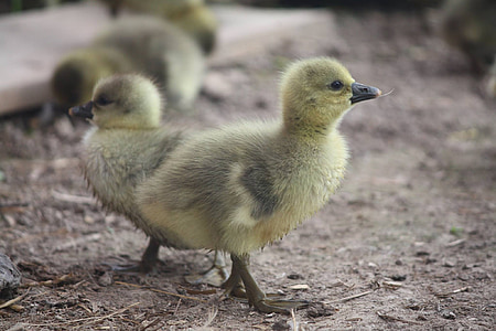 geese, ducklings, bab, bird, young, farm, animal