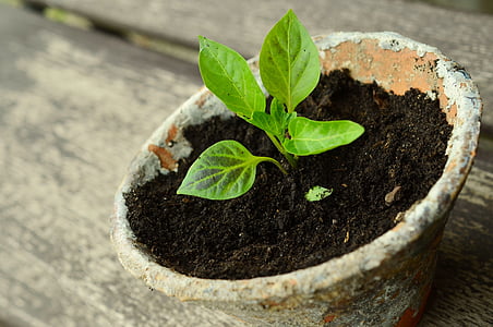 plant, young plants, small plant, seedling, vegetable plant, green, young green