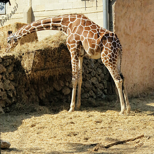 Giraffe, Tier, Zoo, Zoo-Tiere, Safari