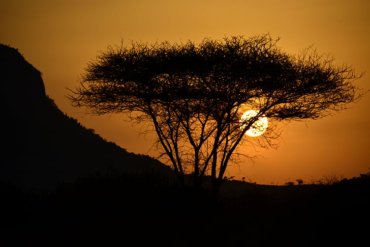 solnedgang, Øst, solen, Acacia, Afrika, Kenya, Safari