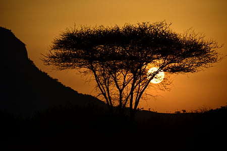 zonsondergang, Oosten, zon, Acacia, Afrika, Kenia, Safari