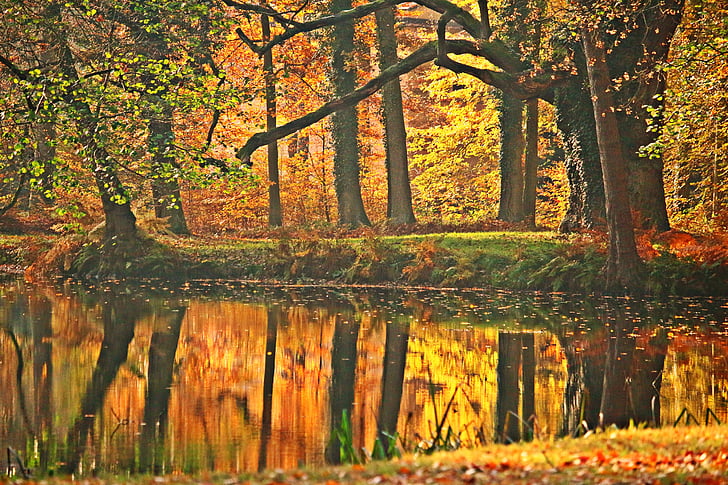 podzim, padajícího listí, parku, rybník, stromy, barevné, zrcadlení