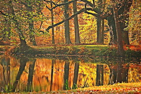Outono, folhagem de outono, Parque, Lagoa, árvores, colorido, espelhamento