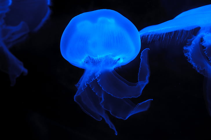 световой, желе, Рыба, животное, Природа, мне?, синий медузы