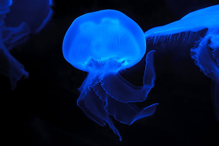 luminous, jelly, fish, animal, nature, sea, Blue jellyfish