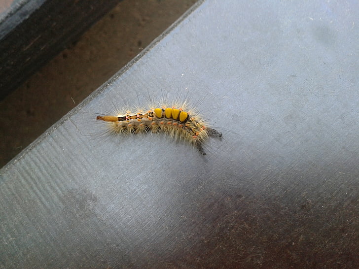 Caterpillar, giallo, pelosi, insetto, animale, vite senza fine, larva