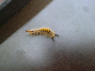 Caterpillar, sárga, szőrös, rovar, állat, féreg, lárva