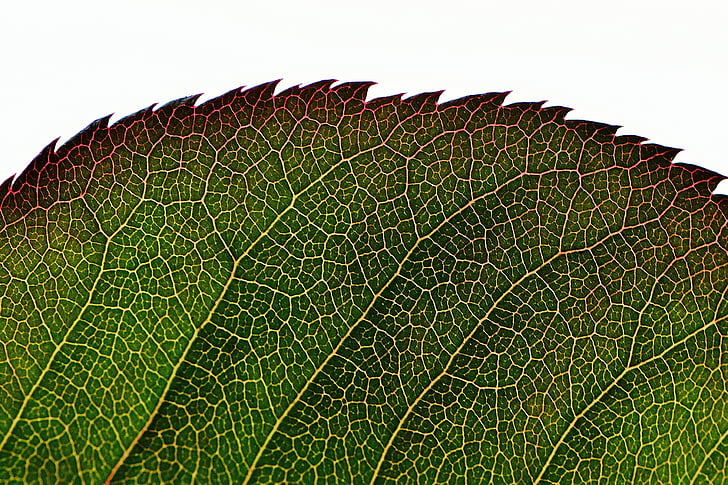 Rosenblatt, verde, planta, folha, flor, macro, fechar