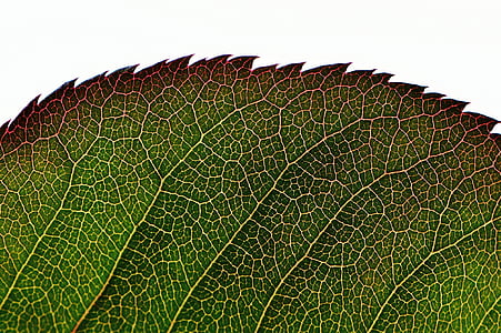 Rosenblatt, grønn, anlegget, blad, blomst, makro, Lukk