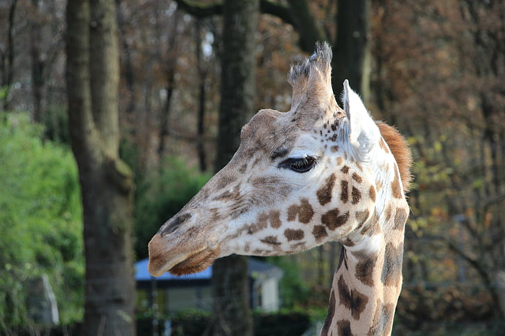 giraffe, animals, zoo